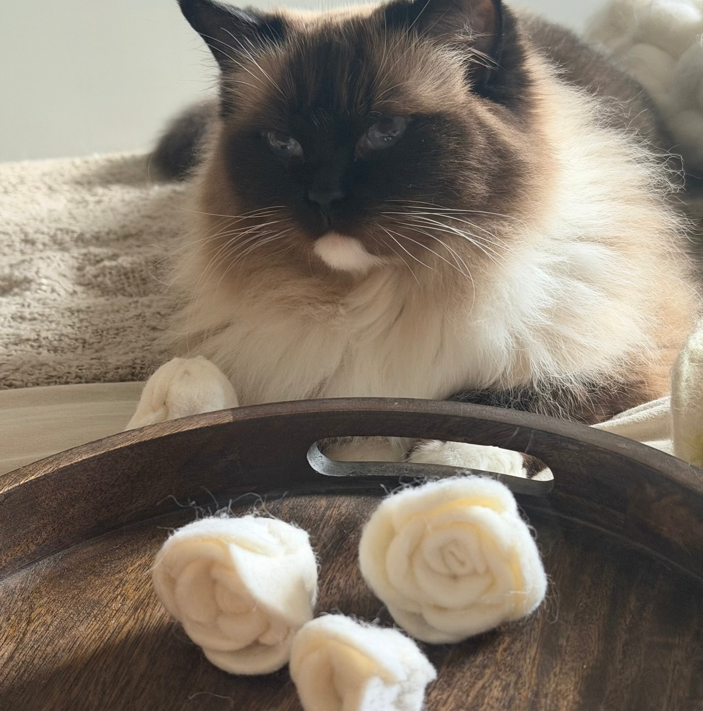 Flora Eterna kattleksak i naturlig ull framför en Ragdoll i hemmiljö