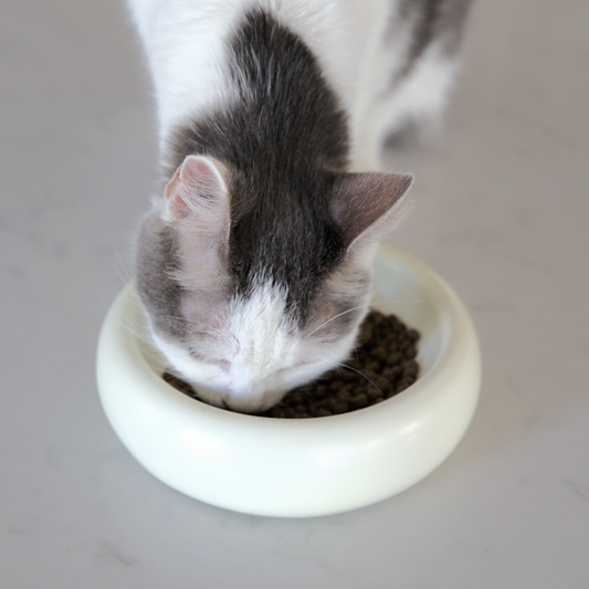 Gråvit katt som äter torrfoder ur en vit rund matskål i keramik