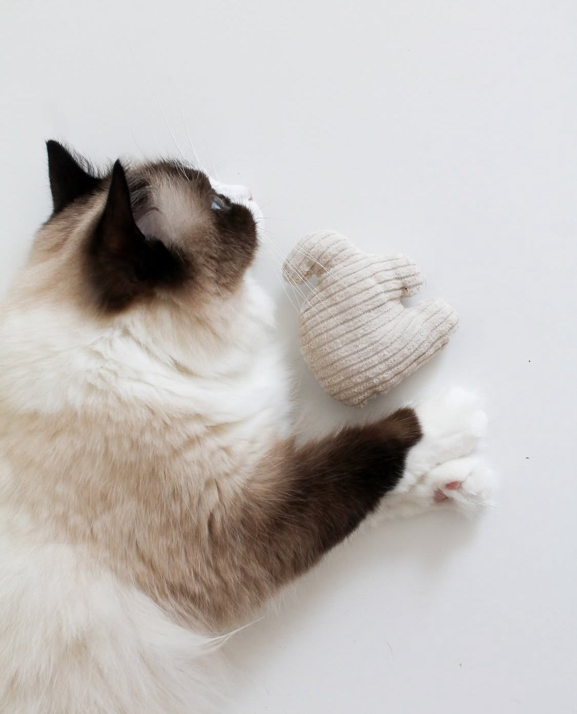 Naturlig kattleksak – elefant med kattmynta eller valeriana