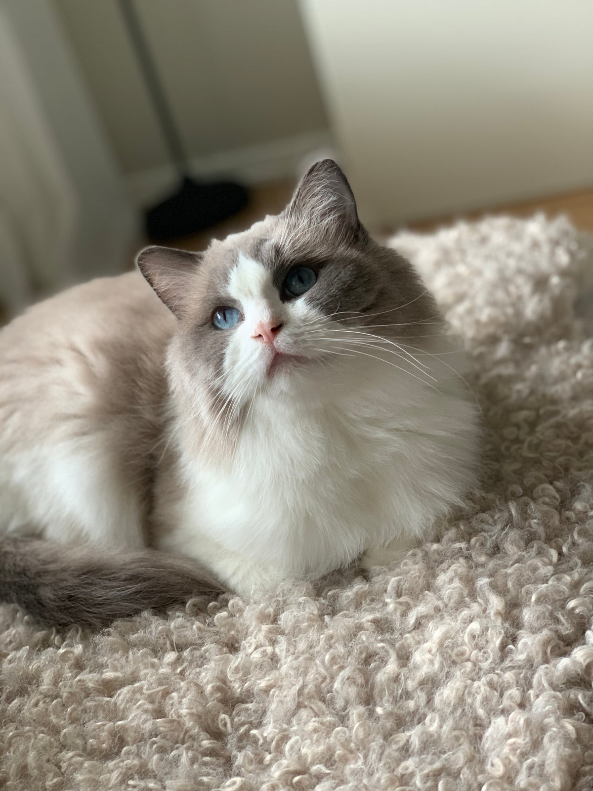 Ragdoll på en fluffig pläd med text under som beskriver om oss Purrfect Home 