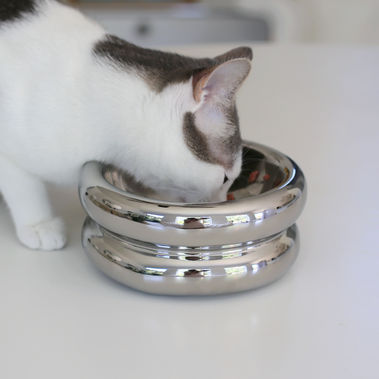 Gråvit katt som äter kattmat ur en upphöjd och ergonomisk matskål i krom