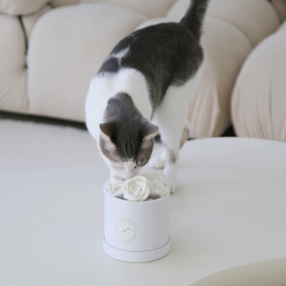 Katt som leker med flora eterna ullrosor i stilren miljö 