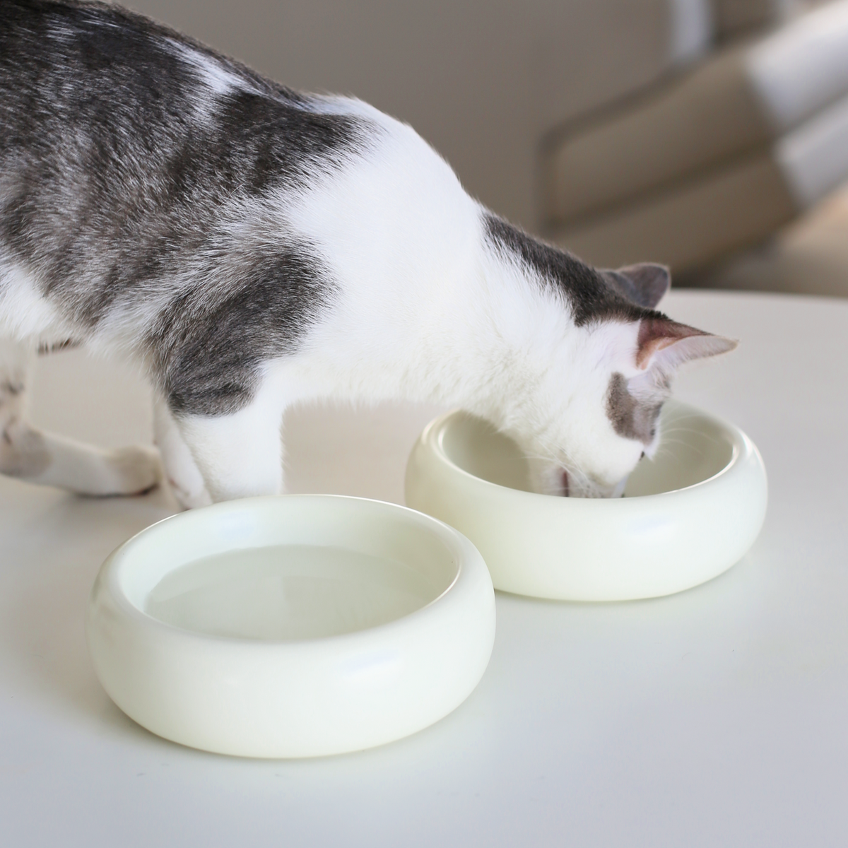 Gråvit katt som äter mat ur vita keramikskålar Halo 