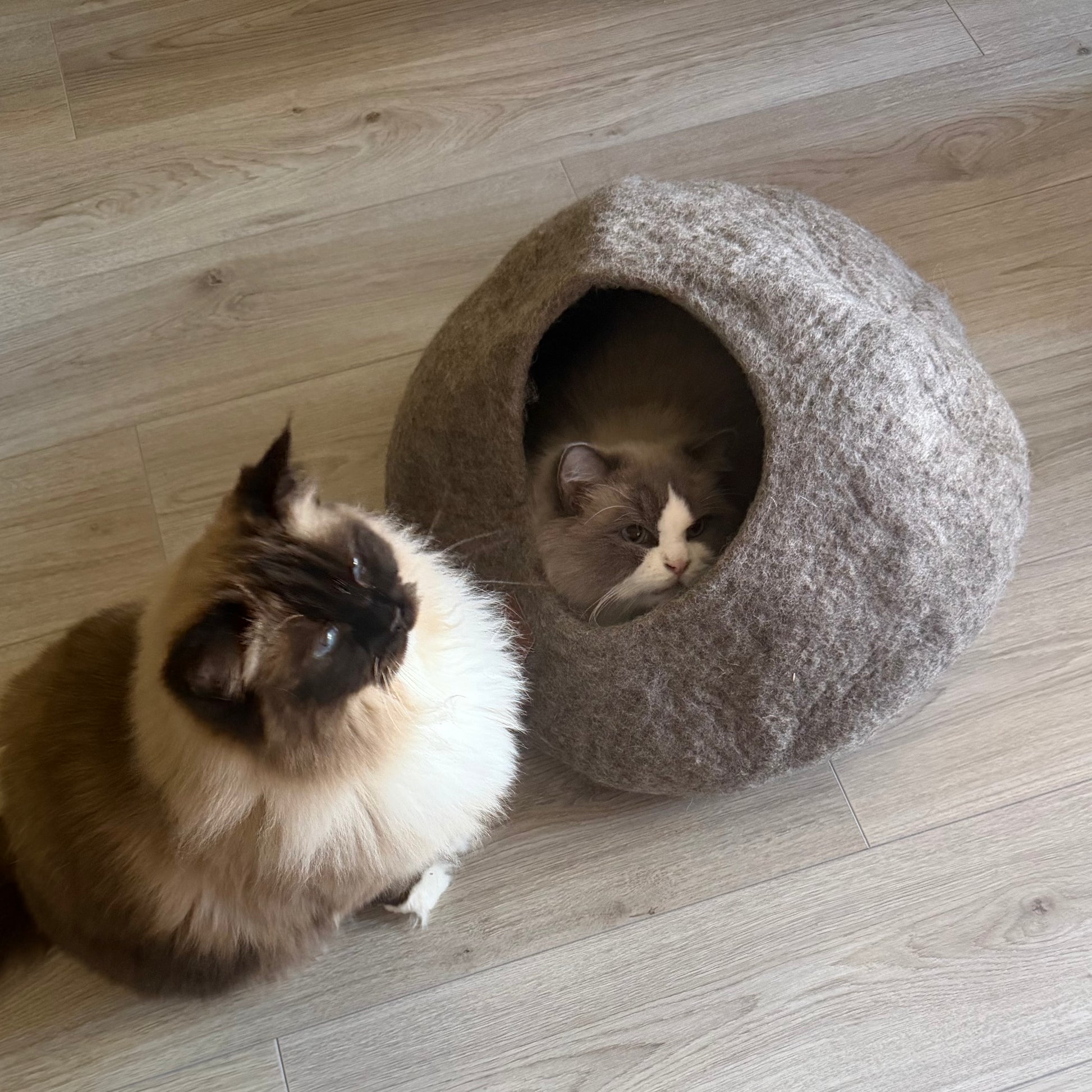 Två vuxna Ragdollkatter, Pixel och Karamell, vid Haven kattgrotta i jordbrun ull. En katt vilar i grottan medan den andra sitter bredvid.
