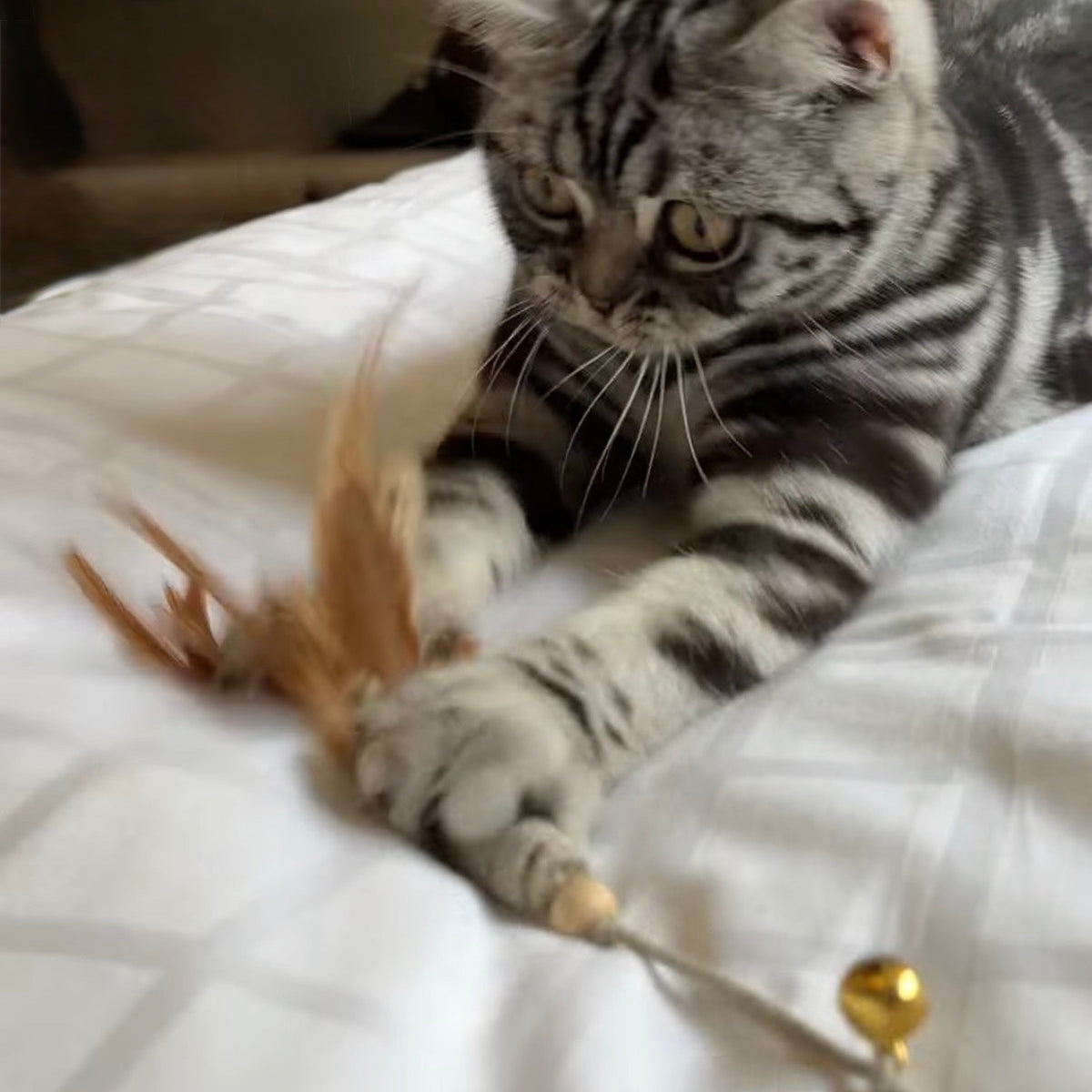 Stripig tabbykatt som ligger på en säng och fångar fjädrarna på en rolig interaktiv kattvippa