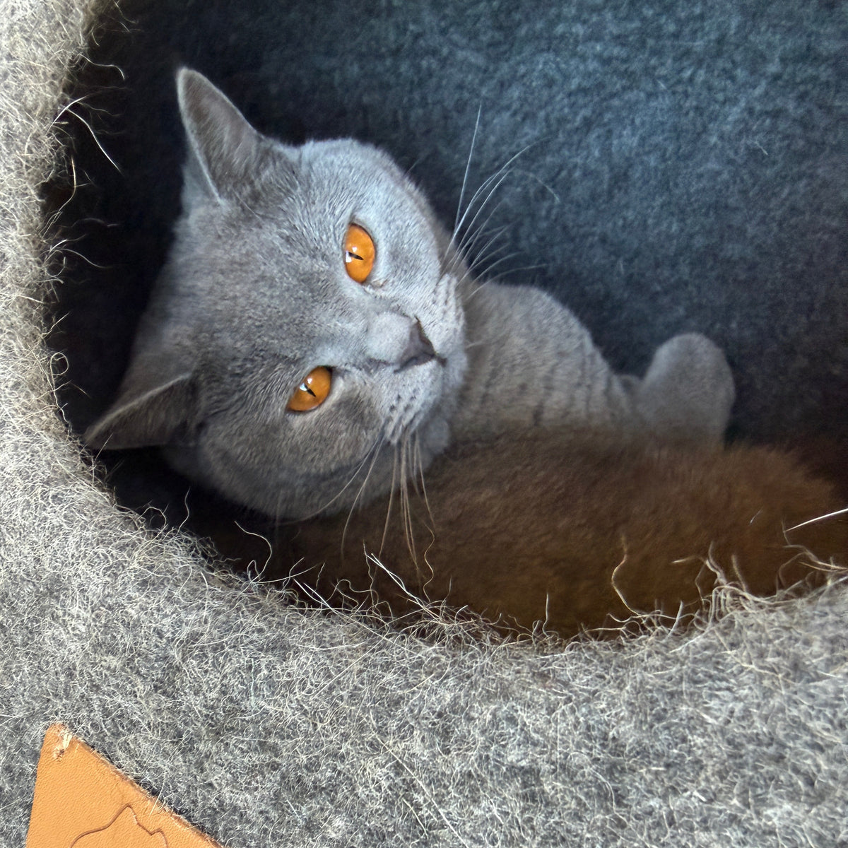 Grå katt som ligger mysigt inuti en stengrå kattgrotta i ull