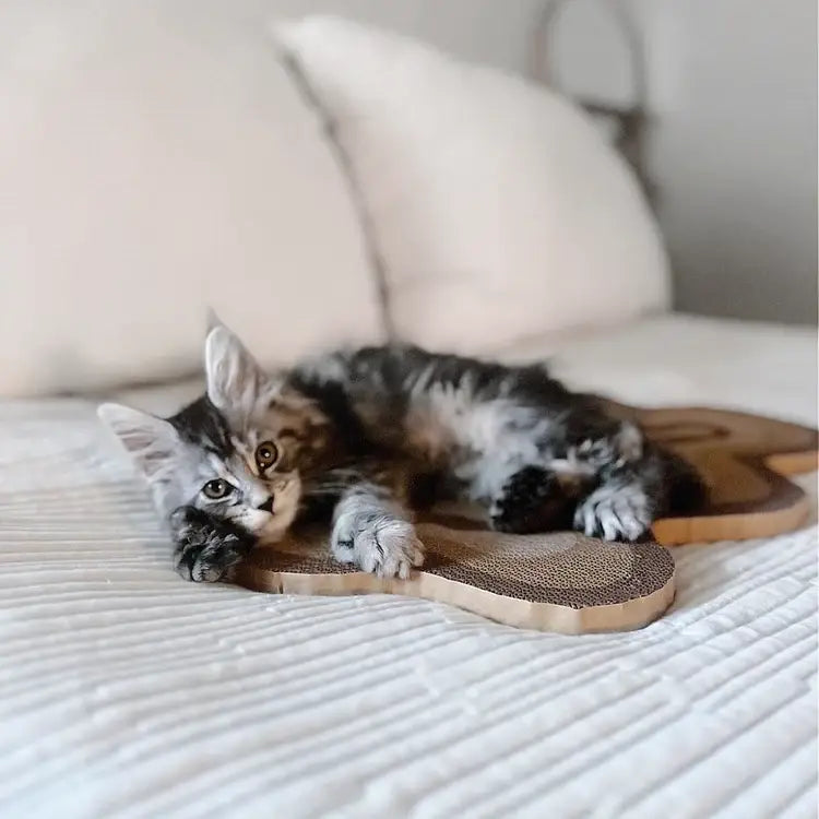 Liten kattunge som ligger och myser på en brun vändbar klösbräda i en säng