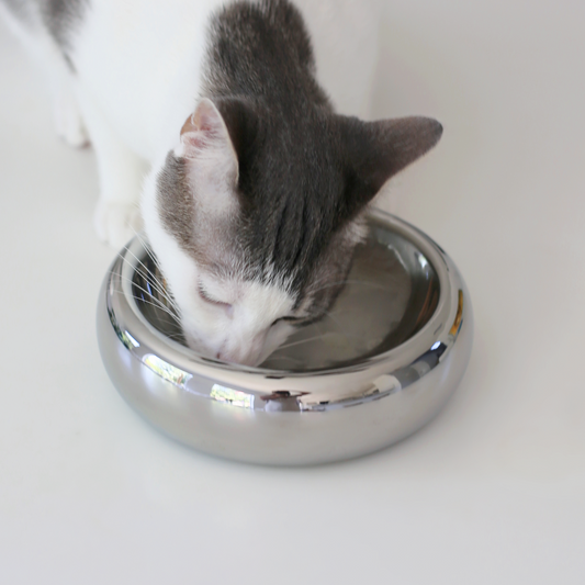 Gråvit katt som äter kattmat ur en rund blank matskål i kromad keramik