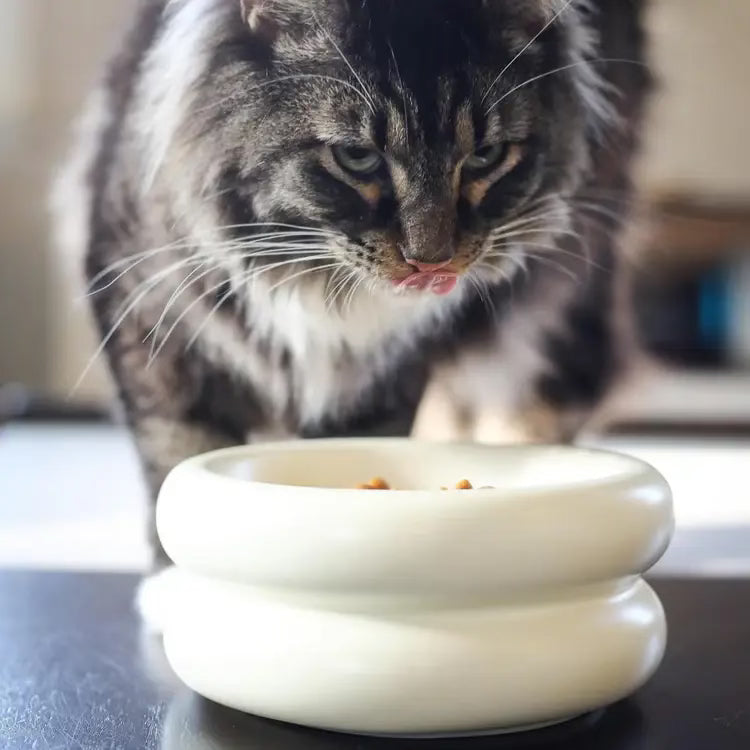 Långhårig fluffig katt som äter kattmat ur en vit upphöjd keramikskål